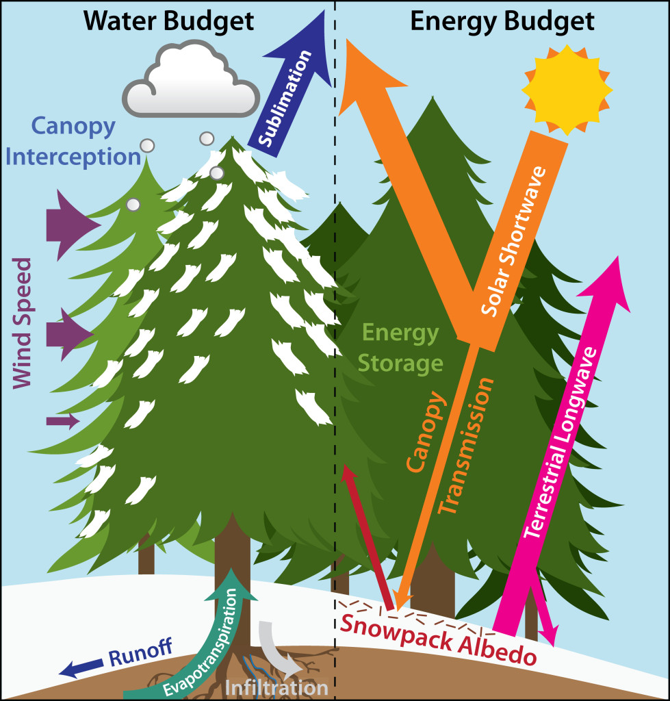 Forest Water And Energy Budget Processes