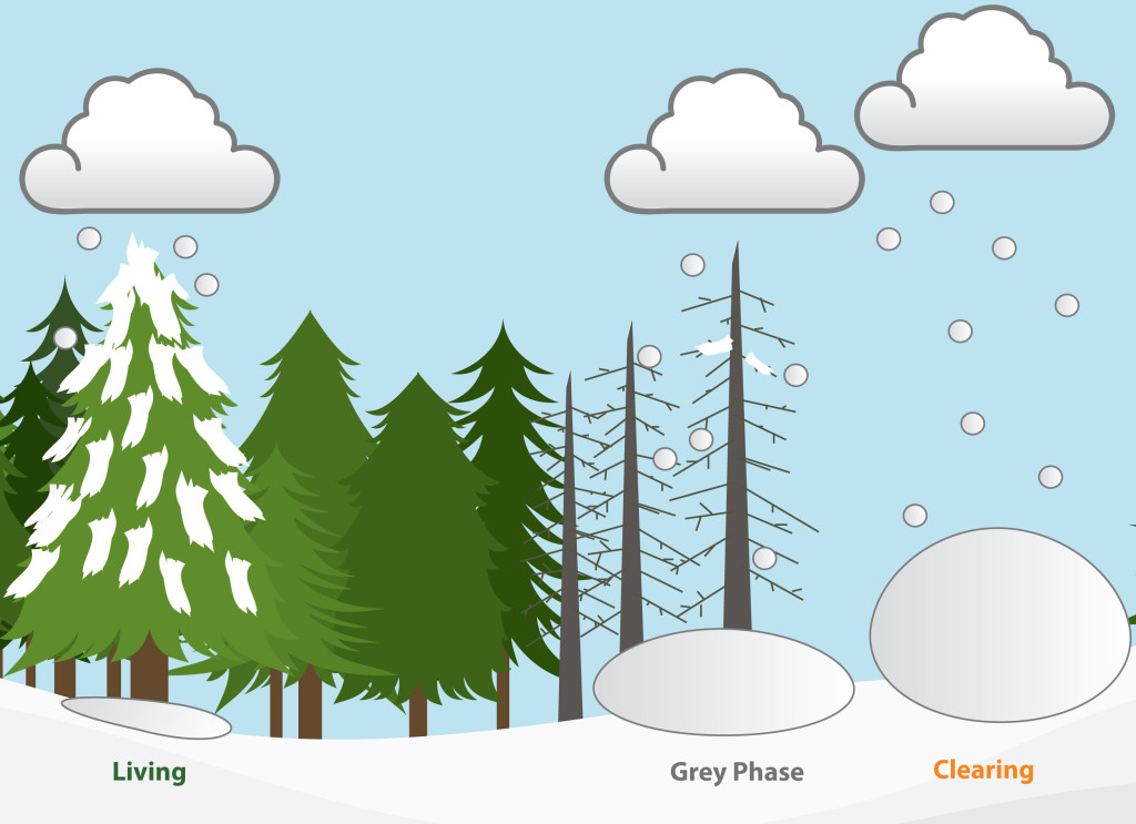 Forest Snow Accumulation