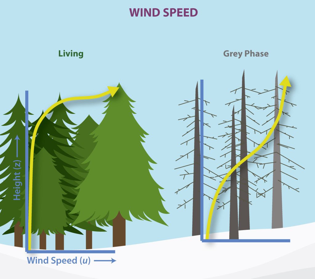 Forest Wind Speed